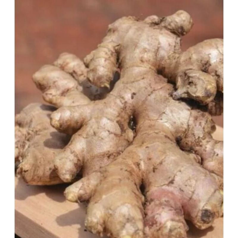 

jahe segar 1 kg //jahe gajah segar fresh 1 kg