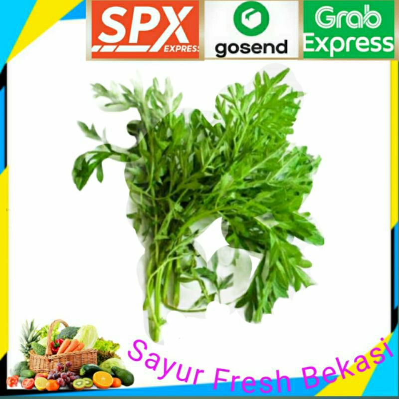 

Daun Kenikir ( 3 iket ).