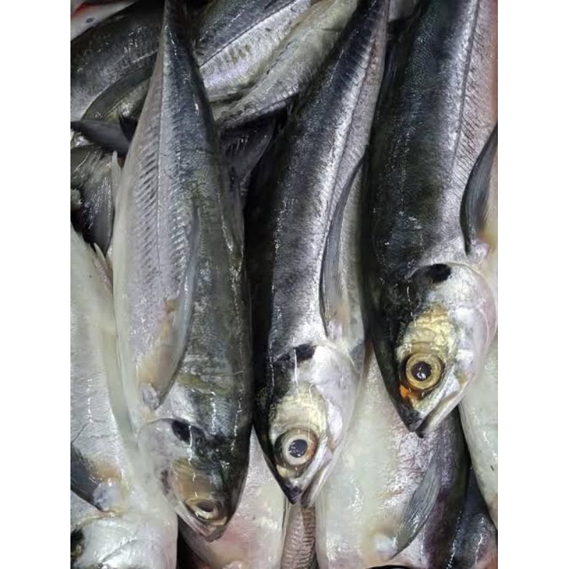 

Ikan gronggong segar fresh pasar pagi 500gram/ gronggong ikan segar 500gram