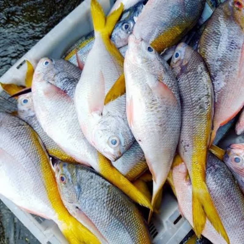 

ikan pasar pagi segar fresh/ ikan Singapore 500gram