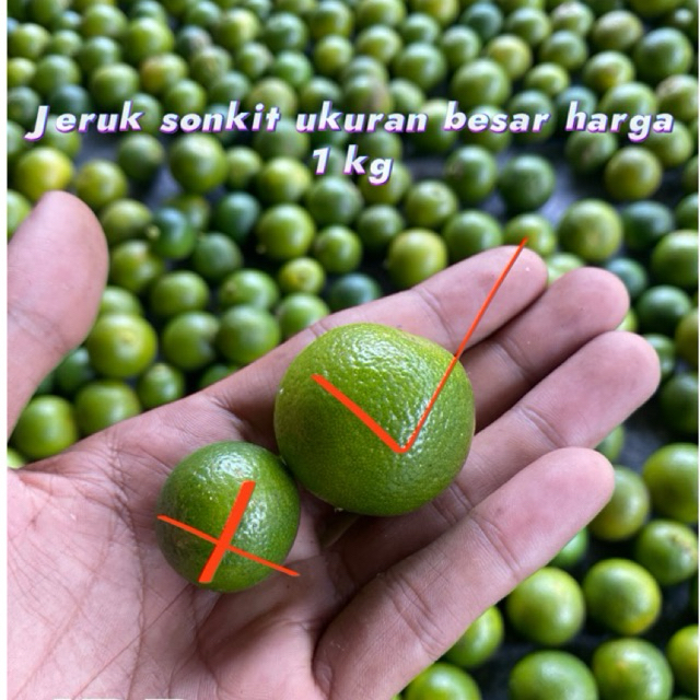 

Jeruk sonkit/kasturi(UKURAN BESAR)1KG