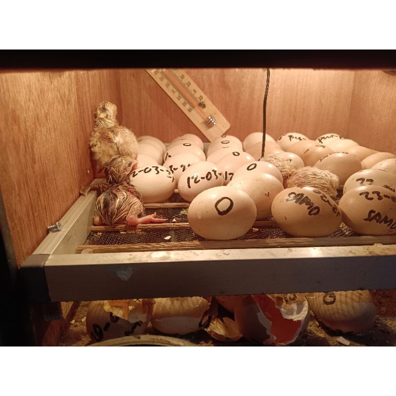 Telur Ayam Shamo Eropa