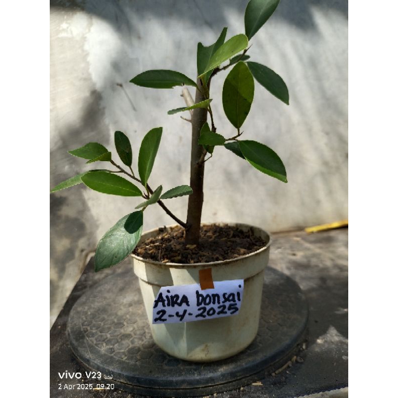 bahan bonsai  ficus iprik  silver