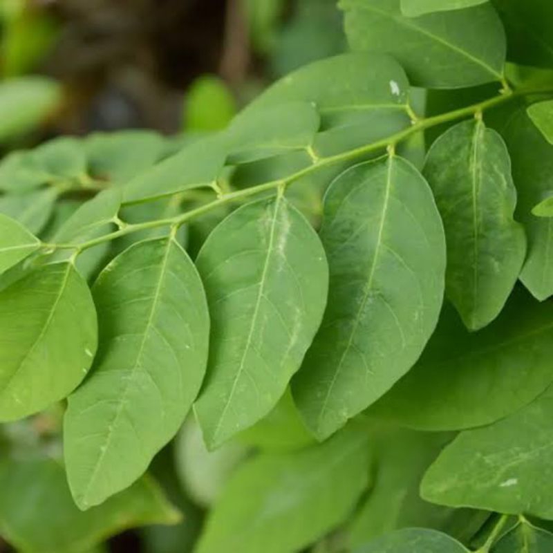 

DAUN KATUK/SAYURAN KATUK