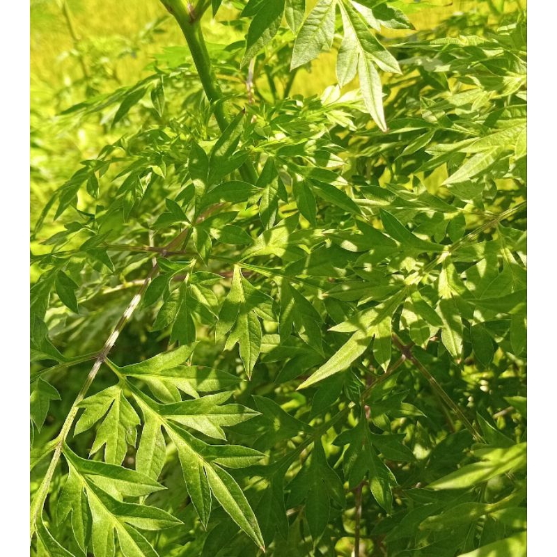 

Daun kenikir segar - daun kenikir fresh 500 gram