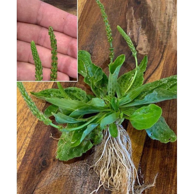 

Daun kiurat,obat herbal Ki urat per 300grm Fres baru petik terlaris