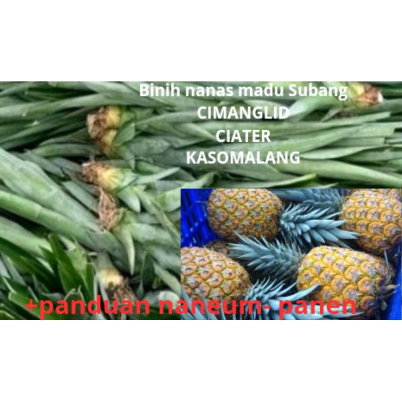

TUNAS NANAS BERKUALITAS ASLI SUBANG SUPER KEMASAN 10 TUNAS