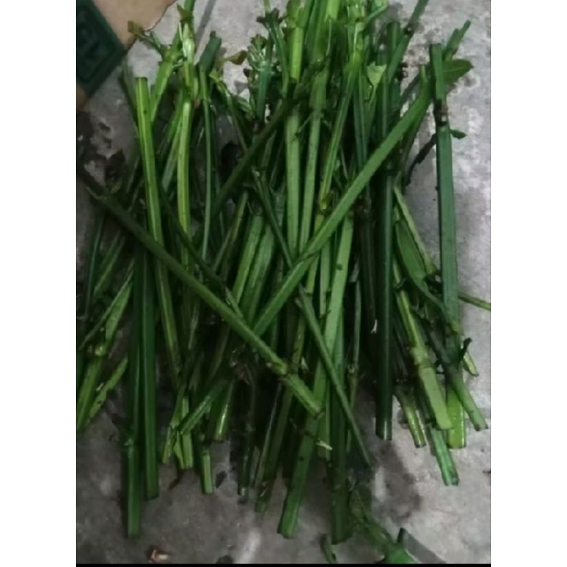 entres kopi lampung lancuran/entres air 1000 gr