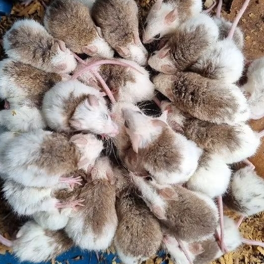 Tikus ASF African Soft Fur  uk 13-20 GR