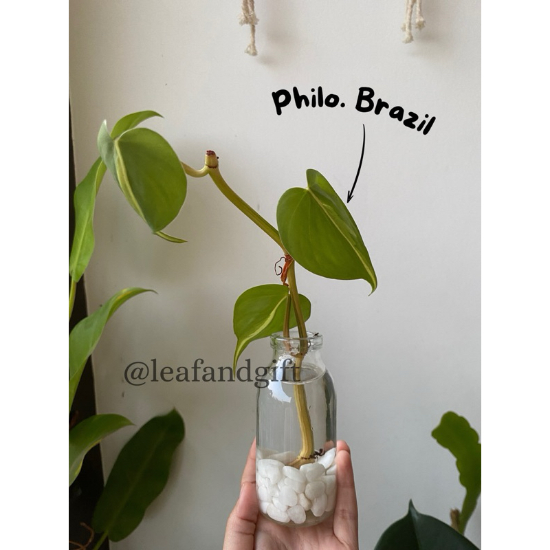 Water Propagation Kit | Paket Lengkap Tanaman Air Dengan Botol Kaca Aestetik | Hiasan Meja | Aesthet