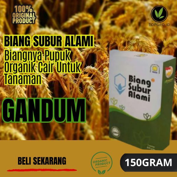 Biang Subur Alami Nasa / Pupuk Organik Cair Tanaman Gandum / Biang subur Tanaman Gandum / BSA Nasa