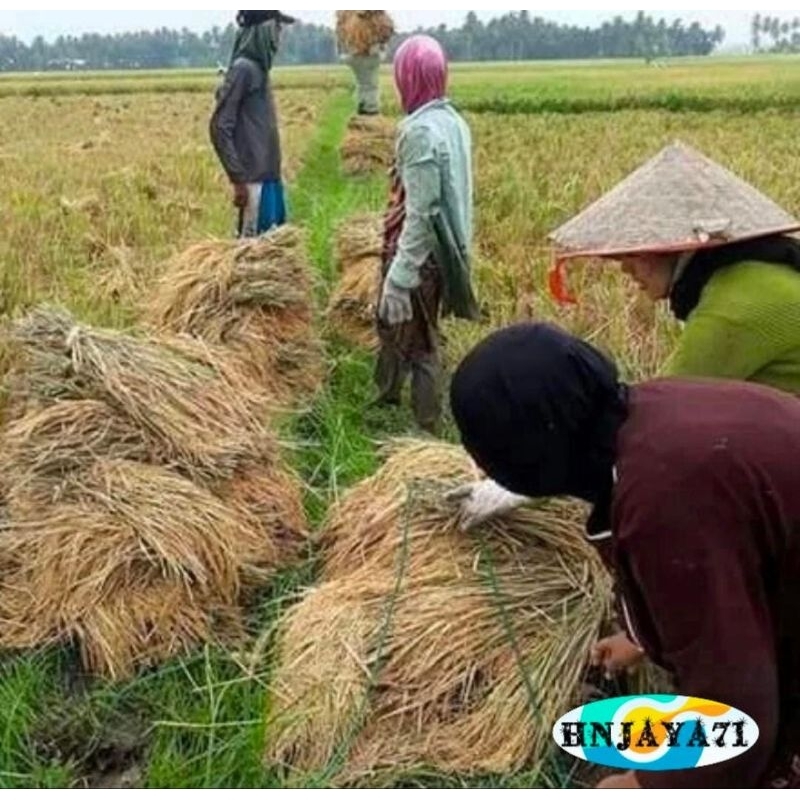 BENIH PADI INFARI 32 JUMBO 1KG