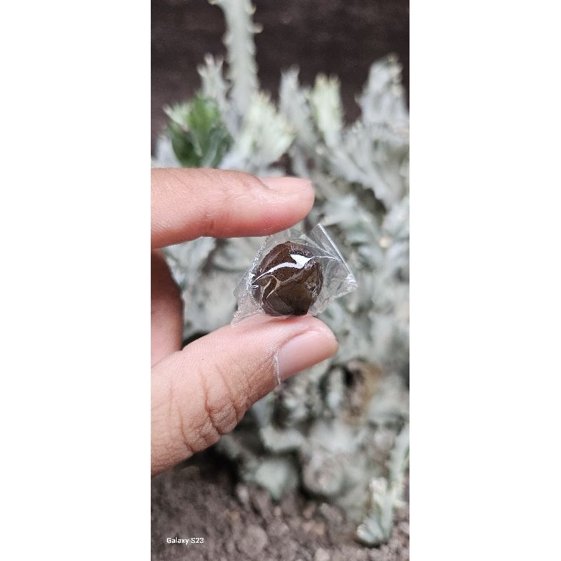 

MAJUM JAMU KHAS BANJAR