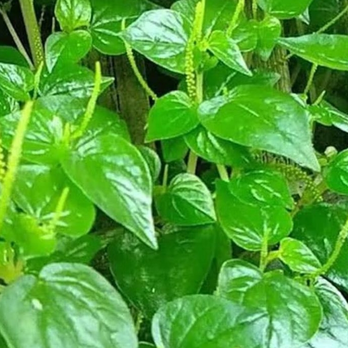 

Daun sirih Cina segar ketumpang air paket 250 gram