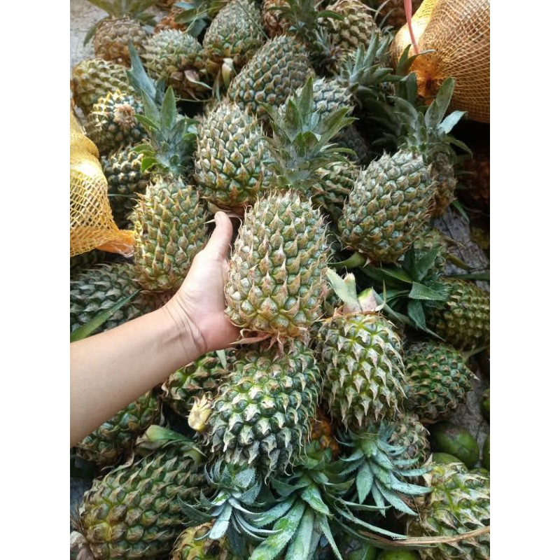

nanas muda