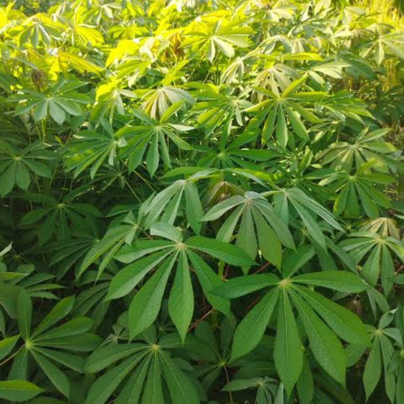 

Daun singkong mentega segar 1 kg