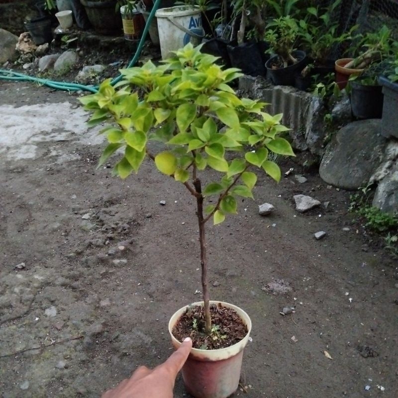 bonsai bugenvil sgp