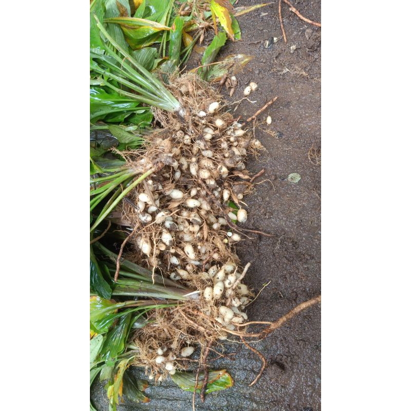 

Kunyit Putih mangga 1 kg