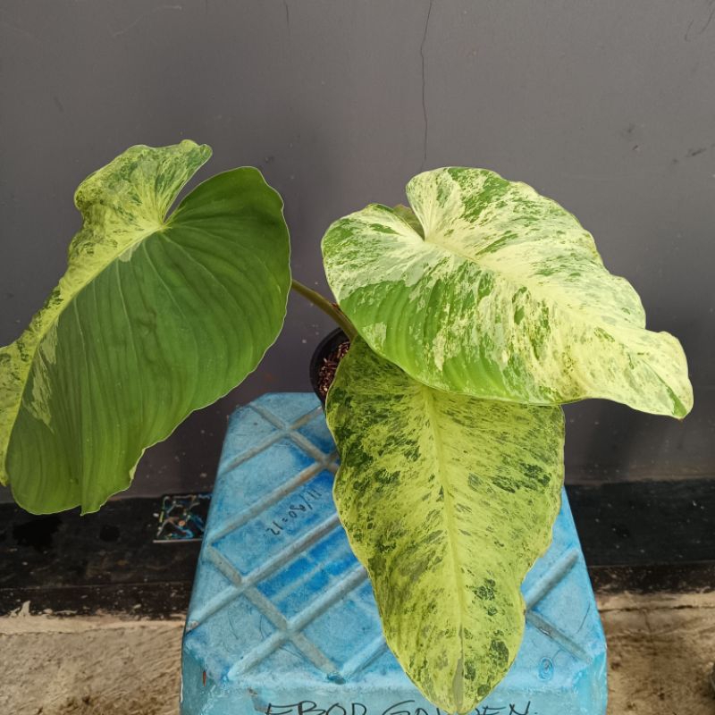 homalomena sp varigata mint