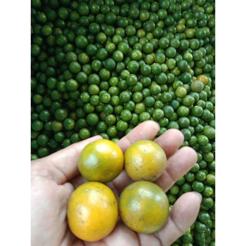 

jeruk peras songkit kasturi