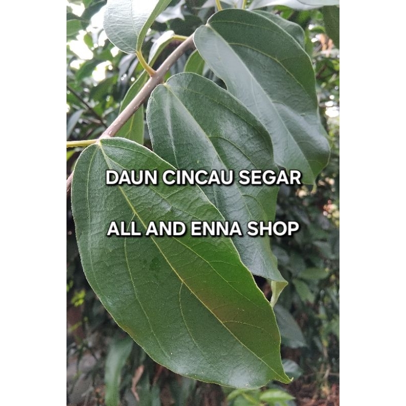 

daun cincau segar 50gram
