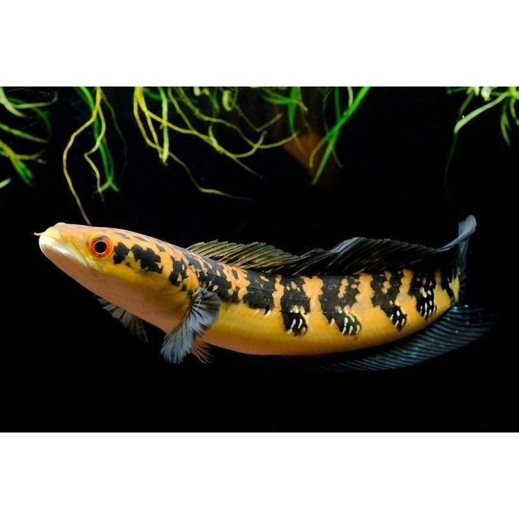 Ikan hias chana yellow sentarum / anakan maru YS / baby channa maru ys / gabus maru YS Borneo