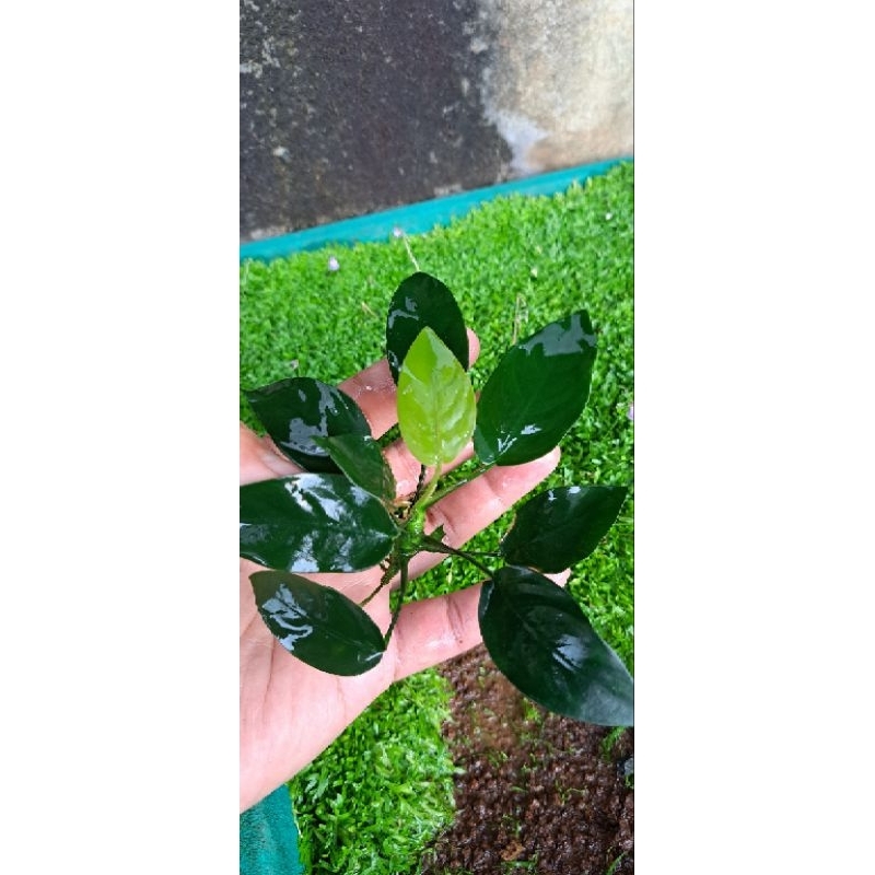 Anubias nana size L