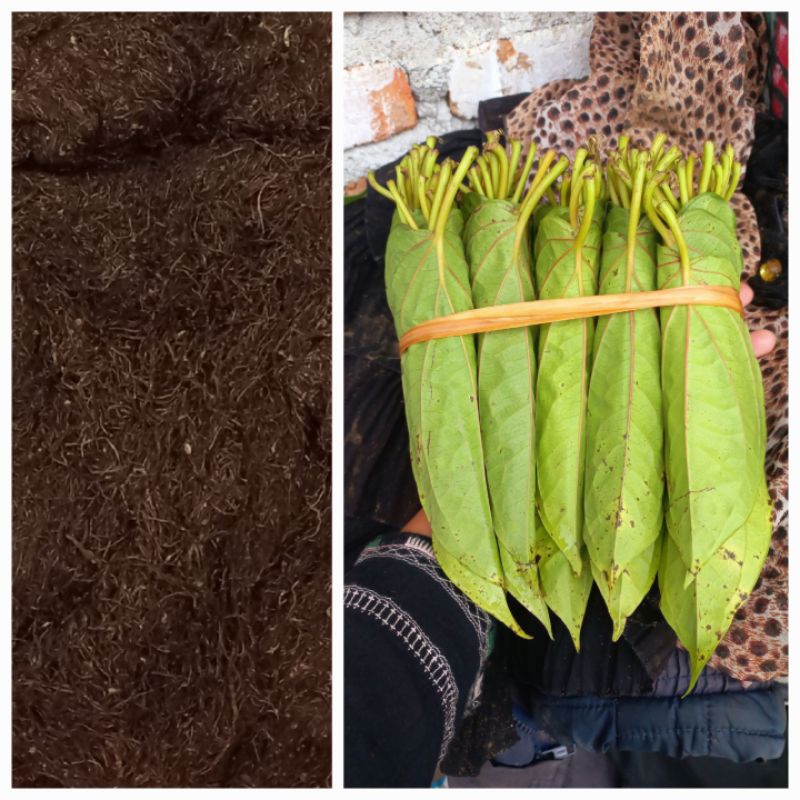 

1 ons top 1 untuk makan sirih warna hitam untuk asli medan karo