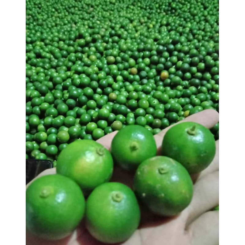 

2kg jeruk songkit/kasturi/cui lemon pres segar langsung dari kebun