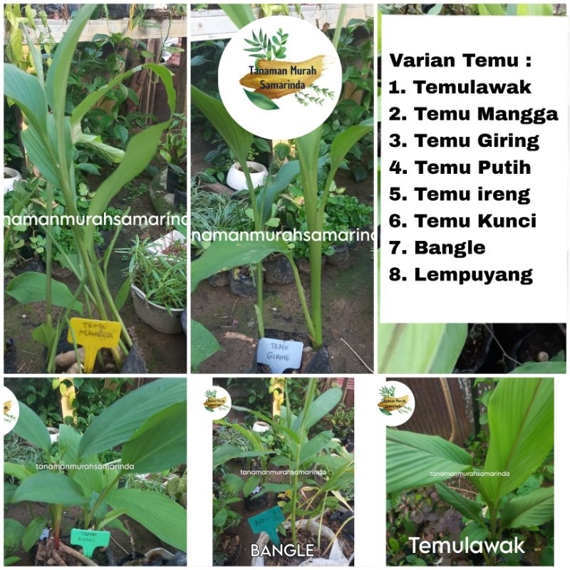 TMS~ Temulawak Temu ireng Bangle bonglai Temu Giring Temu Kunci Temu Mangga lempuyang temu putih