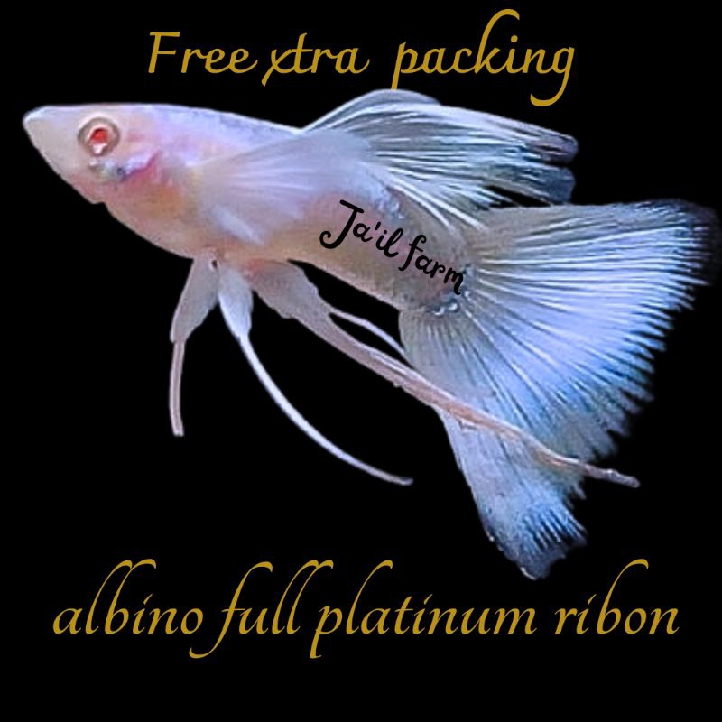 

FREE XTRA PACKING-ALBIN0 FULL PL4TINUM RIB0N