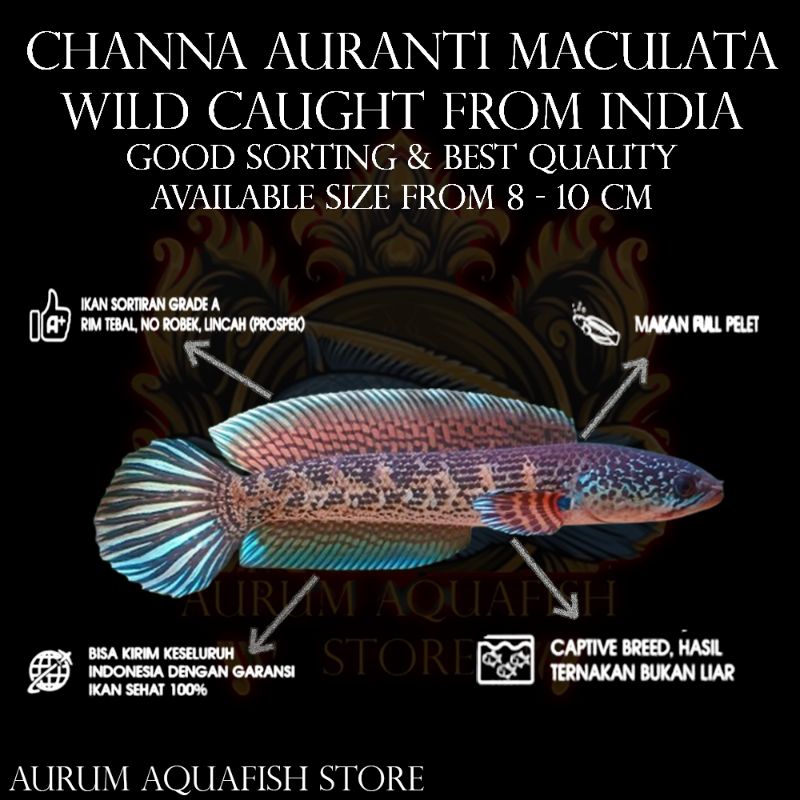 Stiker Tempel Channa Auranti Maculata Wc Glowing