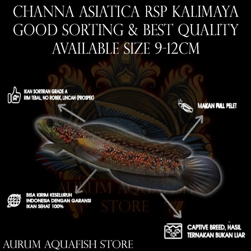 Stiker Tempel Channa Asiatica Rsp Kalimaya Grade A+ - Channa Gabus Hias