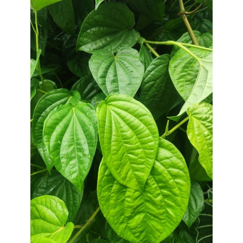 

termurah daun sirih segar