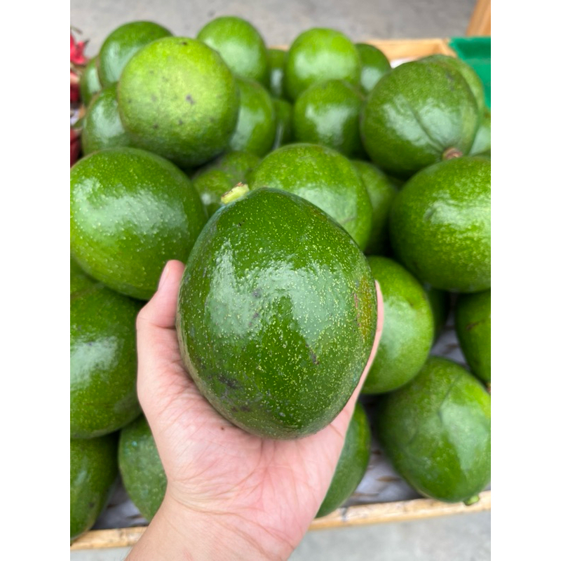 

Alpokat JUMBO Alligator Pokat alpukat avocado mentega