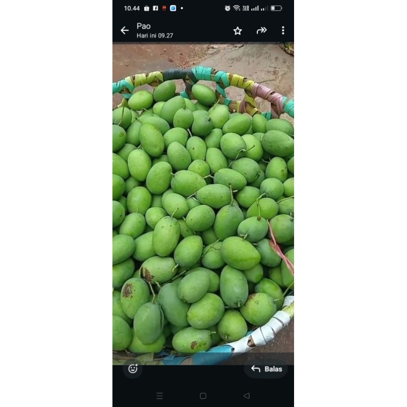 

mangga muda 1 kilo
