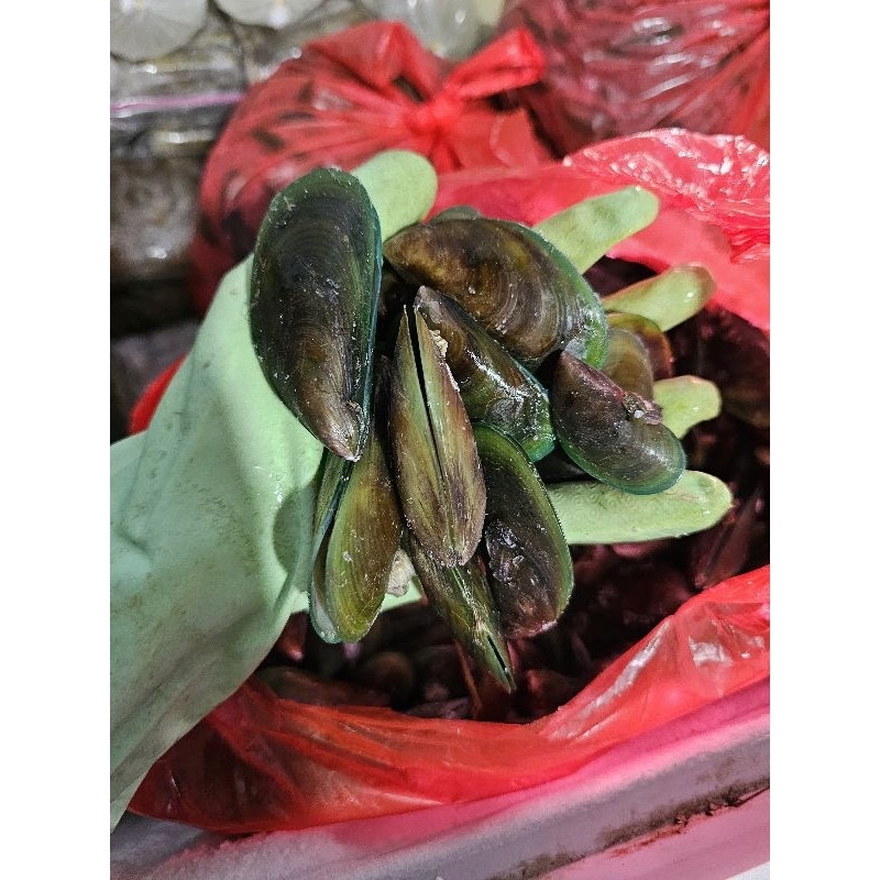 KERANG HIJAU REBUS