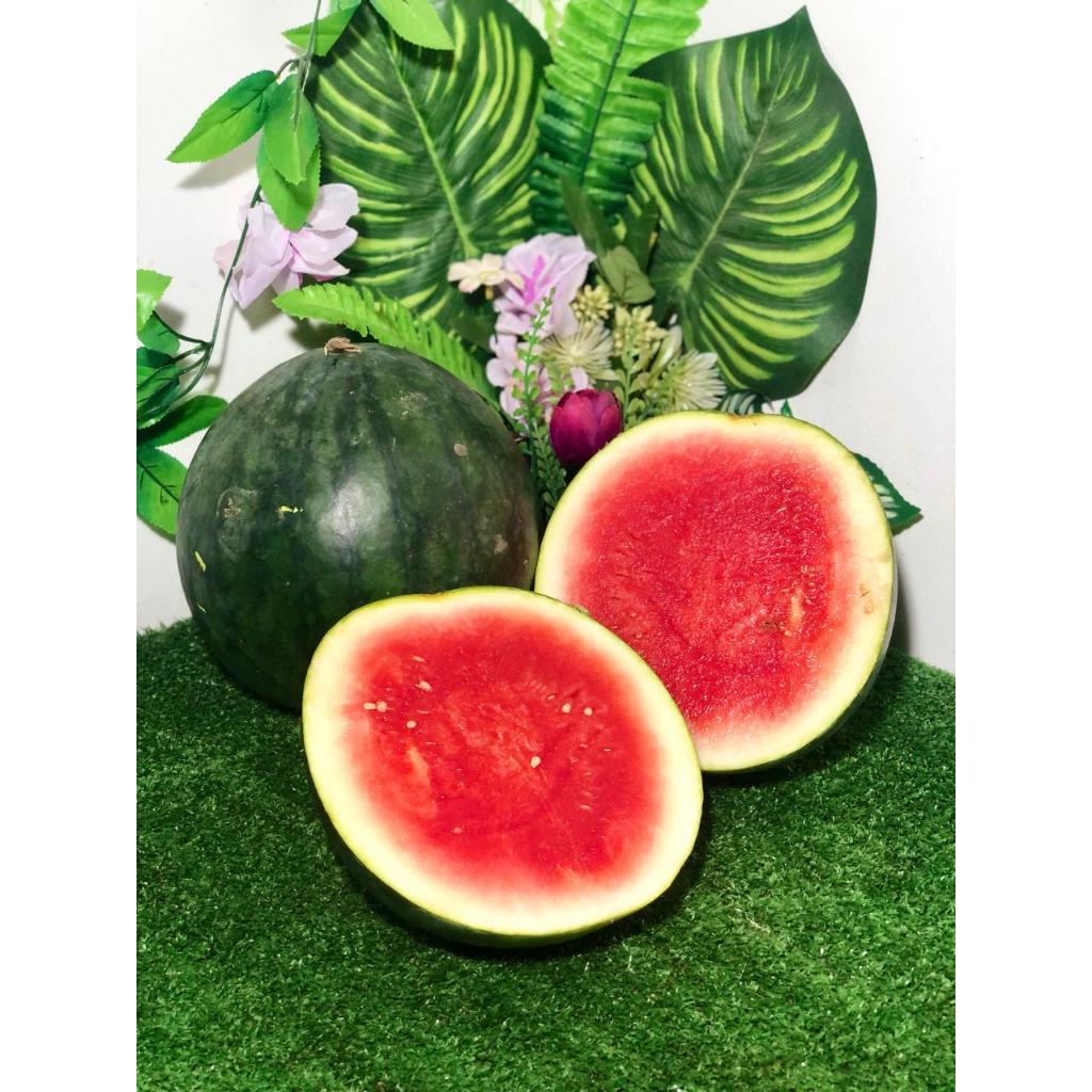 

Semangka Seedless (tanpa biji)