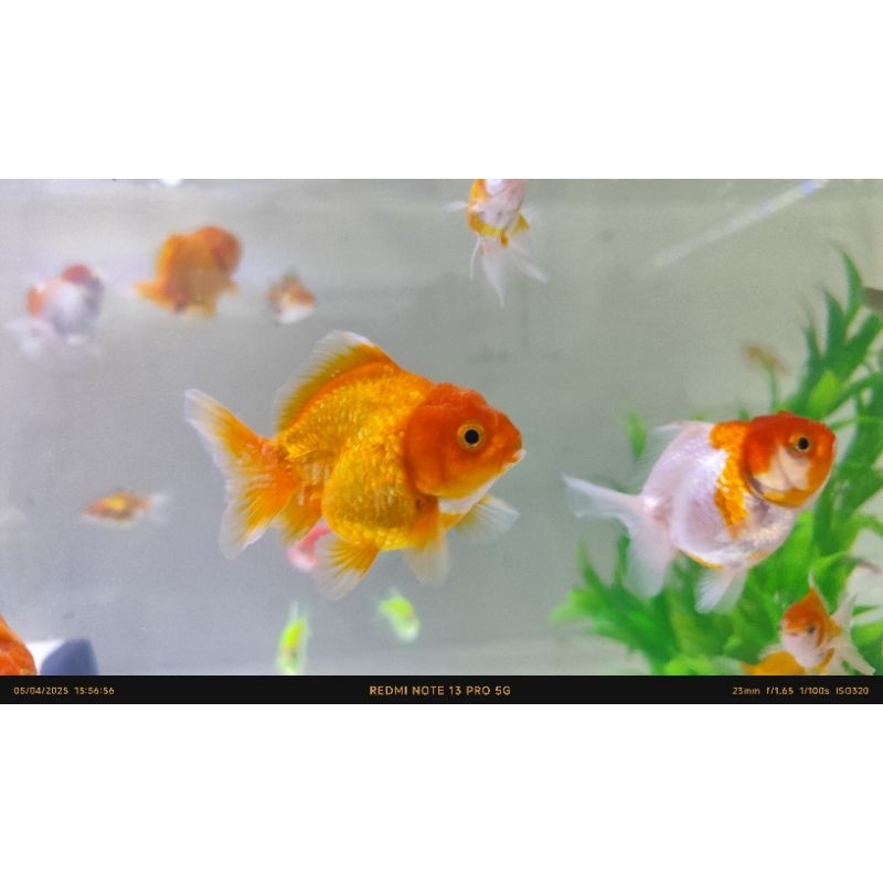 dekorasi aquarium model oranda Short Tail koki mas koki