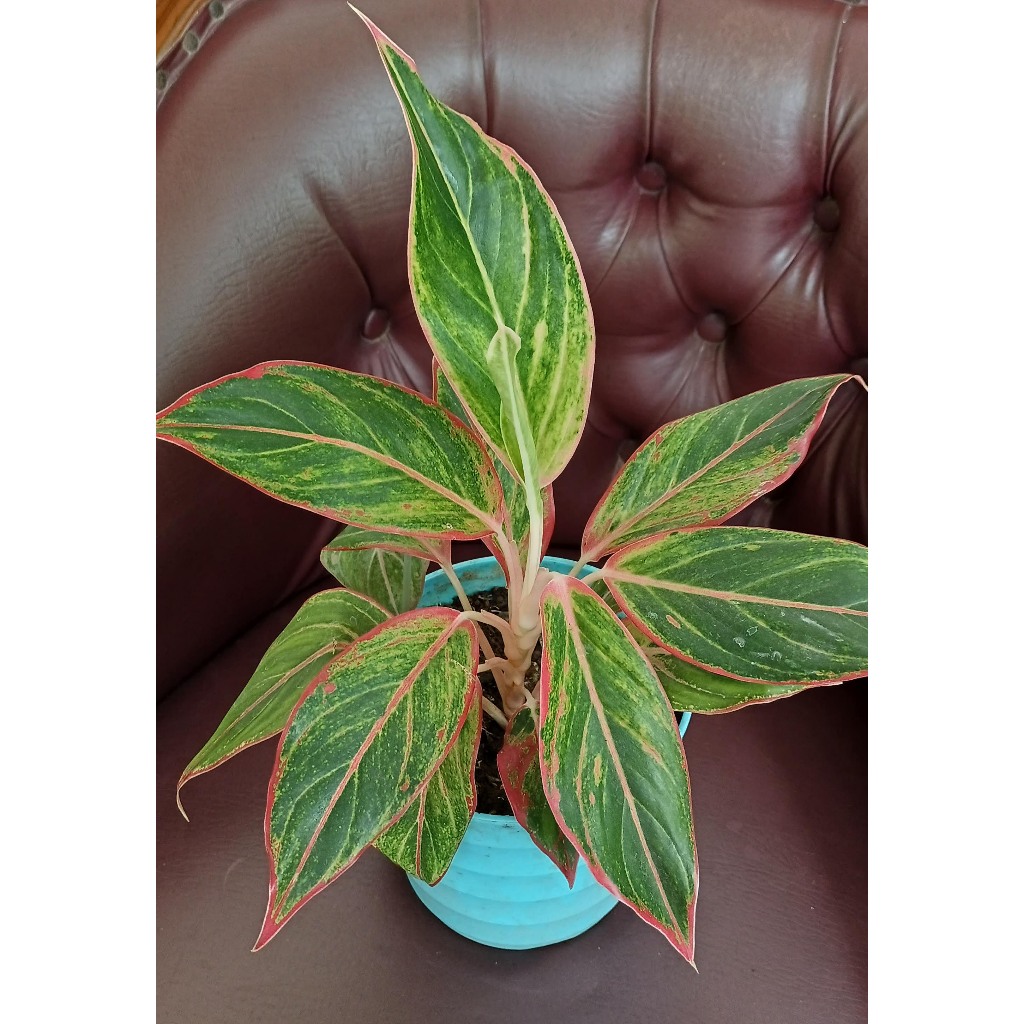 Agalonema Lipstik Pink