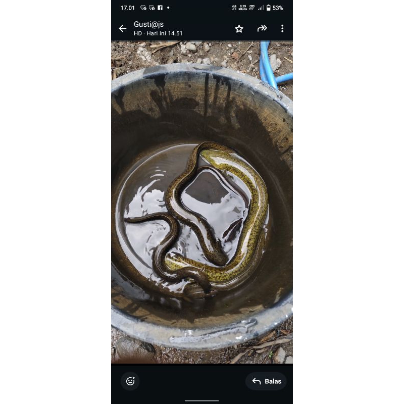 IKAN SIDAT MARMORATA