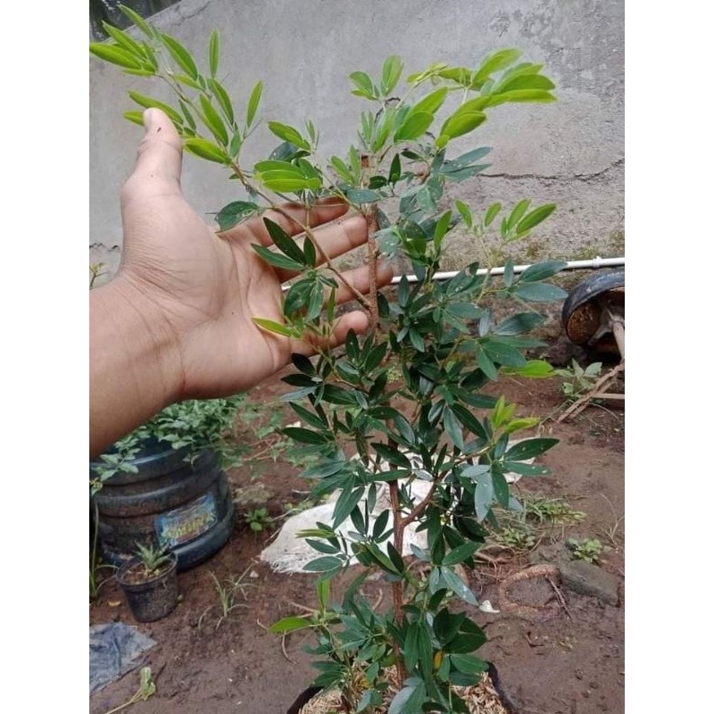 Kaliandra sulimaraja