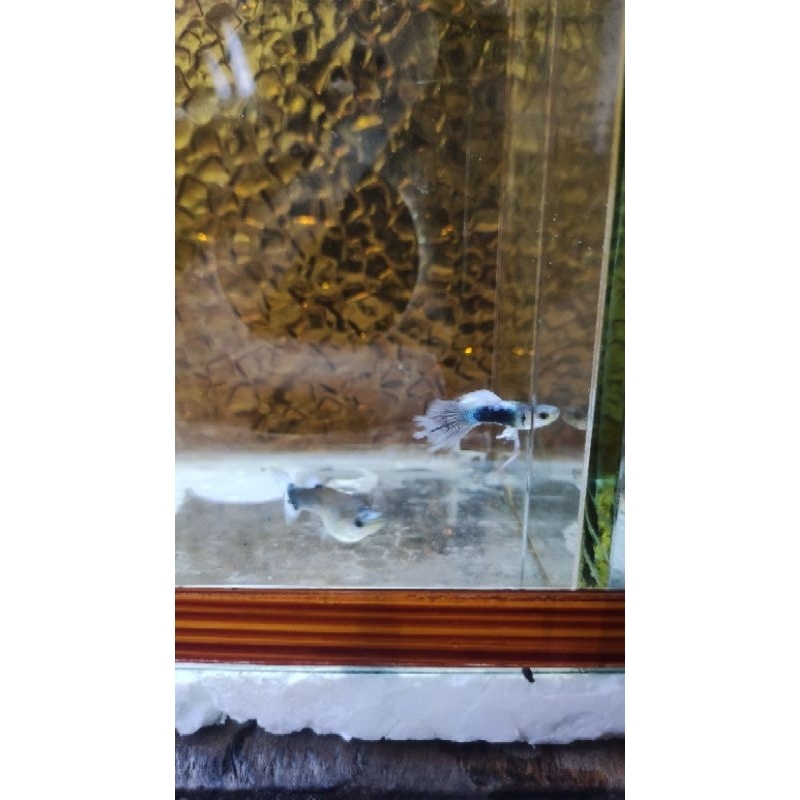 aksesoris Guppy blue Koi