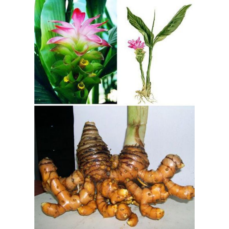 

temulawak segar 1kg