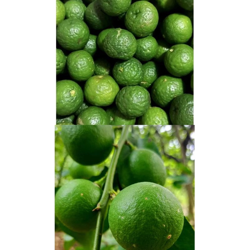 

ANEKA JERUK SEGAR / JERUK NIPIS / JERUK LIMAU UNTUK TAMBAHAN OLAHAN / MENGHILANGKAN BAU AMIS PADS IKAN