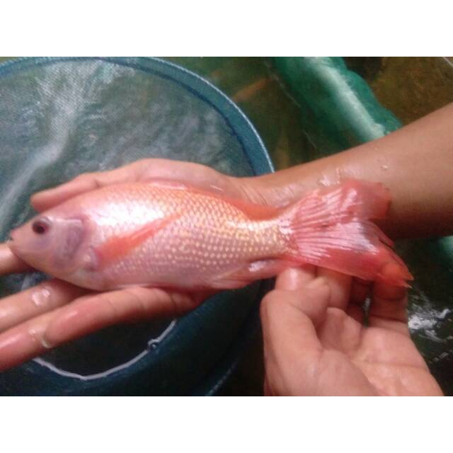 Ikan Hias Nila Kumpay [Besar] - Slayer Merah Cantik