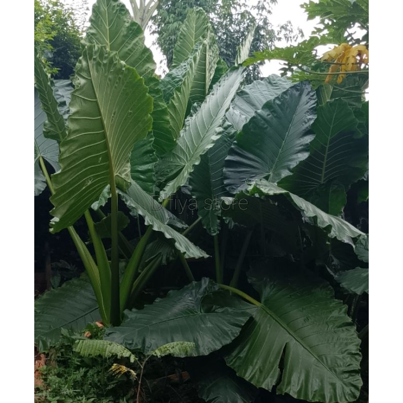 Tanaman Hias super jumbo Sente keladi.. Bonggol sente keladi