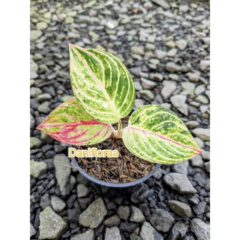 Aglonema Esmeralda Golden Asal Bonggol