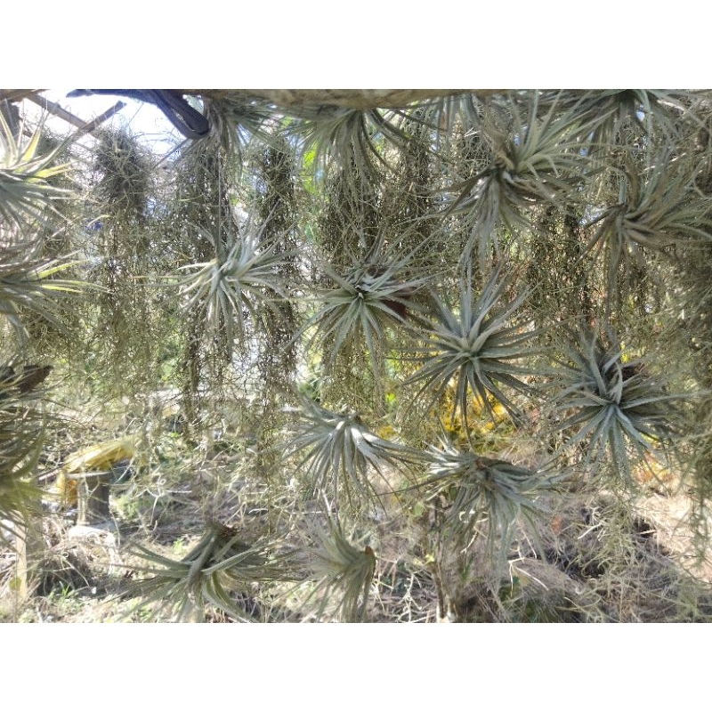 Tanaman Hias Udara Tillandsia Houston