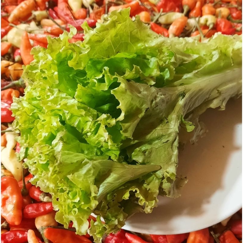 

Selada 500 Gram